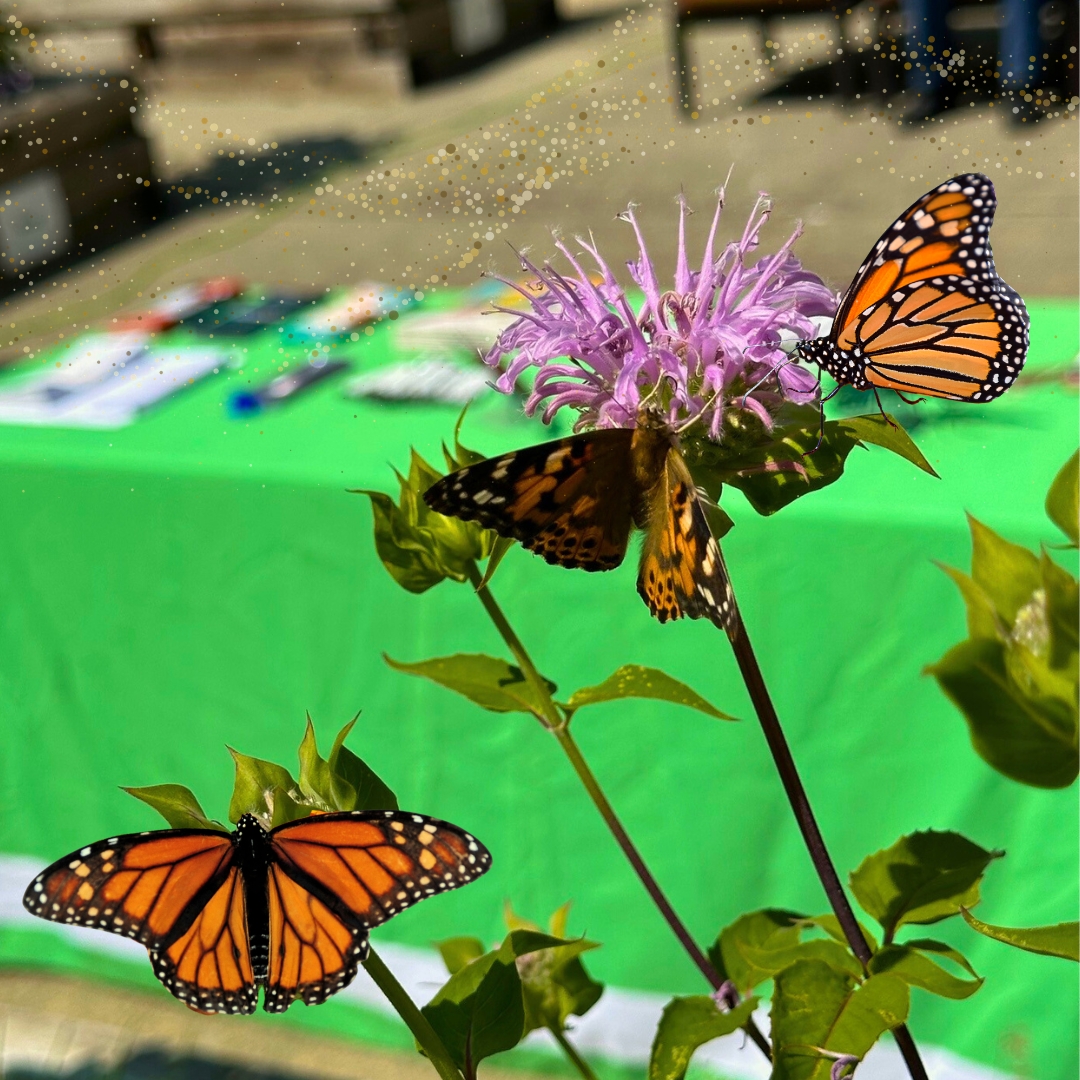 A Tribute Takes Flight: Butterfly Releases Raise Nearly $5,000